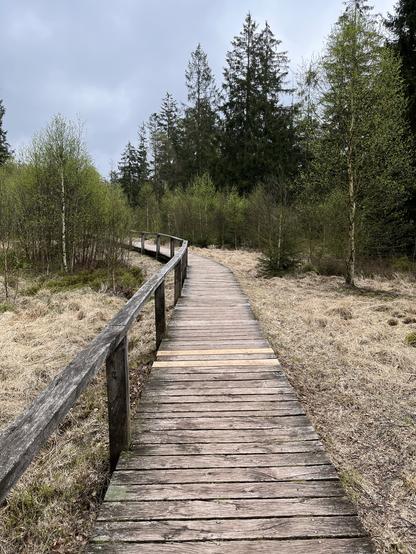 Holzsteg über ein Hochmoor.