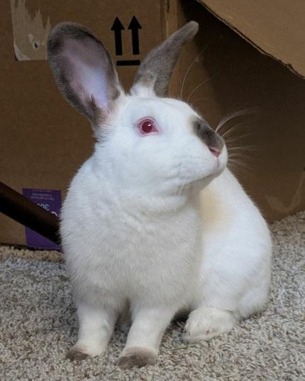 A white and brown rabbit looking curiously at the camera