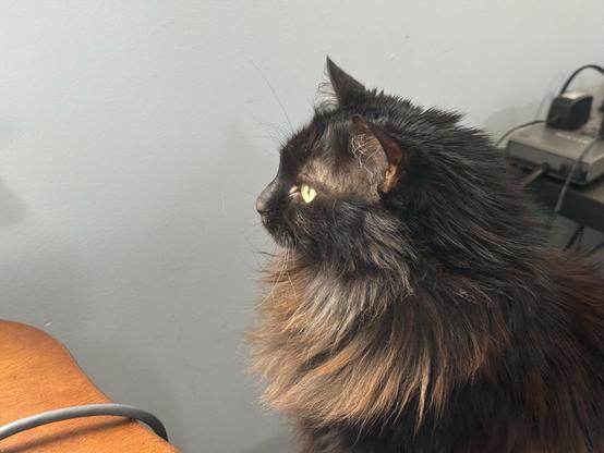 A close-up profile of a black cat with long fur, facing to the right. The background features a light blue wall, and part of a wooden surface is visible in the bottom left.