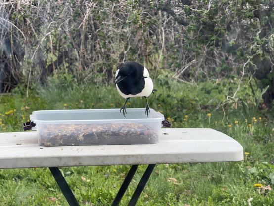 A black and white bird is perched near a clear container filled with seeds, situated on a white table in a grassy area. The background features green foliage and some yellow flowers.