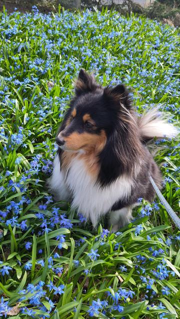 A tricolour sheltie sitting in a field of small blue flowers. She is looking away from the camera into the distant unknown, where perhaps a squirrel might roam.
