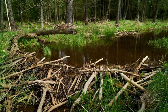 The photo shows a beaver dam on a small, brown river that flows through a swampy forest. One third of the frame from the bottom shows a dam built of sticks debarked by beavers. Fresh green grass grows between the sticks. The center of the frame is a brown, swampy river that flows lazily from the right side of the frame and spreads wide in front of the dam. To the left of the water lies the crooked trunk of an old tree. The upper part of the frame is a dark swamp forest covered mainly with alder. Between the trees fresh spring grass. The entire scene is illuminated by the soft, warm afternoon sun.