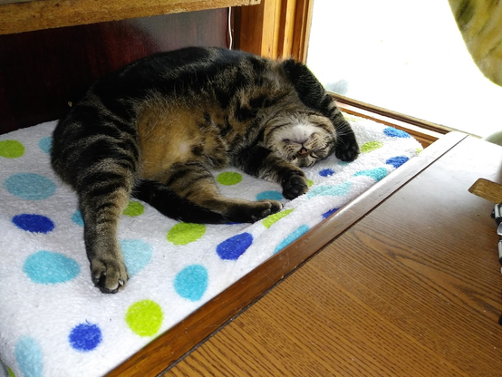 tabbycat sleeping