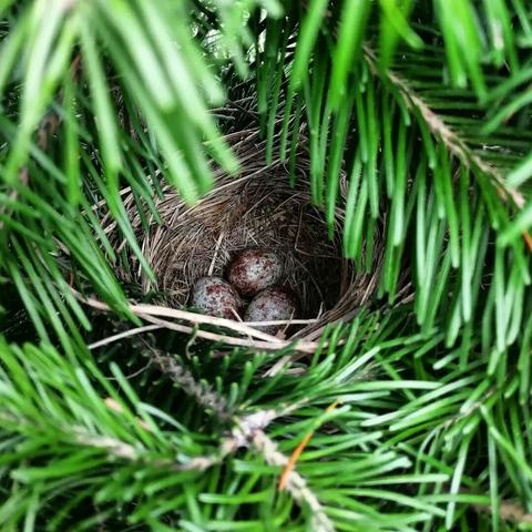 Spruce branches surrounding a little bird nest, with three tiny brown eggs with black dots on them.