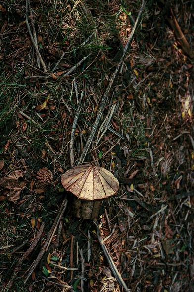 A birdhouse lies on a forest floor of pine cones and needles, its conical cap giving it the impression of a tiny Japanese home.
