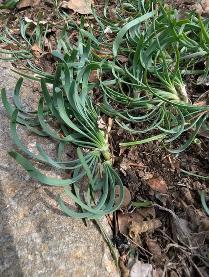 A close up of curly chives, on the border of a rock wall. They leaves are bluish green. slightly flattened and curl off the pale green main stem.