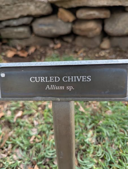 The herb garden sign reads "Curled Chives Alliumi sp.