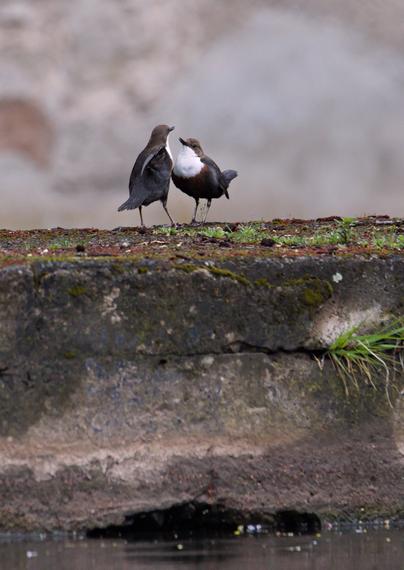 Auf einem moosbewachsenen Gemäuer sitzen zwei kleine braune Vögel mit weißer Brust, einer von schräg hinten, einer von schräg vorn. Sie sind einander zugewandt, die Schnäbel leicht offen, und interagieren offensichtlich miteinander. Am unteren Bildrand ist Wasser zu sehen, im Hintergrund unscharf eine gemauerte Wand.