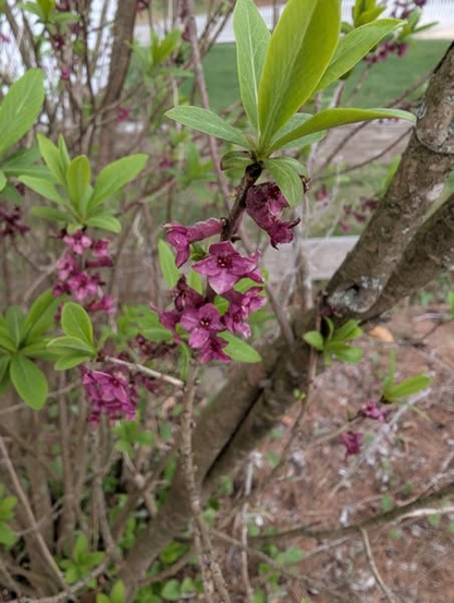 Mezereon
 'Daphne mezereum' a large shrub, with its bright pink early spring flowers just fading. The stems are grey, slightly rough, rigid, with fresh green leaves on the ends. The flowers appear right on the bark of the stems.