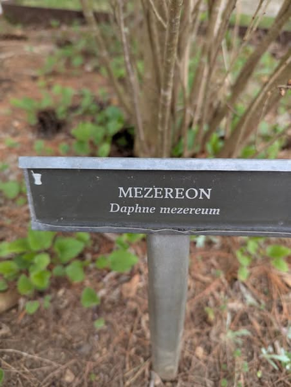 Herb garden sign:

Mezereon
Daphne mezereum