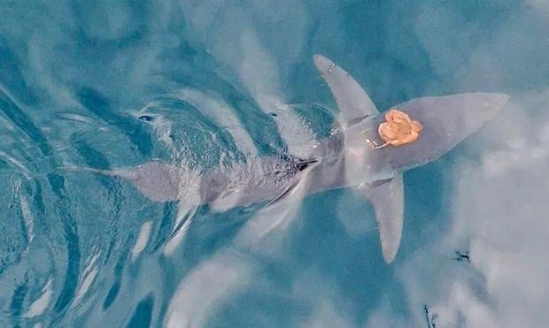 sharktopus-le-poulpe-qui-chevauchait-un-requin-vrai-cowboy-du-pacifique