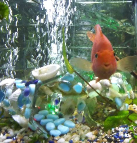 A happy orange Blood Parrot fish swims above hand made aquarium habitat decorations