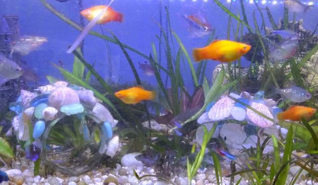 a tropical aquarium full of brightly colored fish and hand made aquarium ornaments