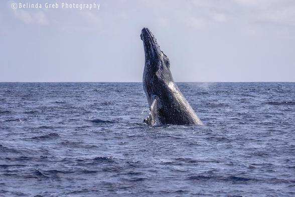 A humpback whale breaching off the shore of Kauai, the ocean around it.