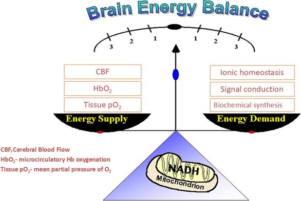 Schematic presentation of the brain energy balance concept linked to energy supply and demand.
