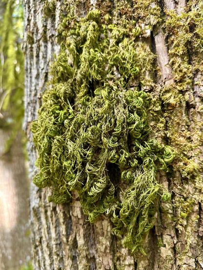 A curly and scraggly merkin of moss grows thickly in a bunch from the side of a tree.