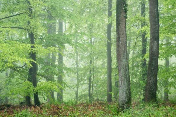 Frühlingswald im Nebel