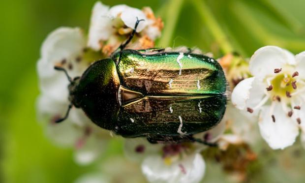 Un escarabajo sobre una flor. (ARTEMHNOIANKO)