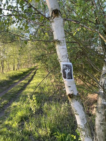 Feldweg in der Abendsonne mit Bäumen zur rechten Seite. Auf eine helle Birke die ins Bild hineinragt wurde ein thermoprint einer Blume befestigt.