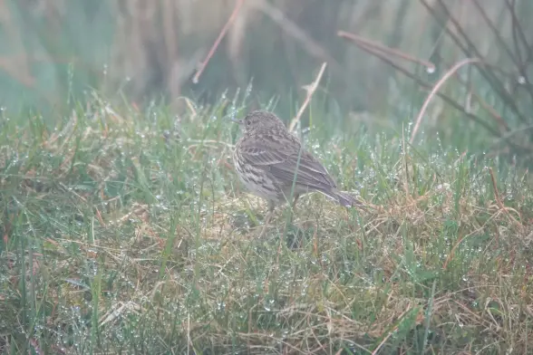 In the mist by the side of the road a meadow pipit is as searching for food