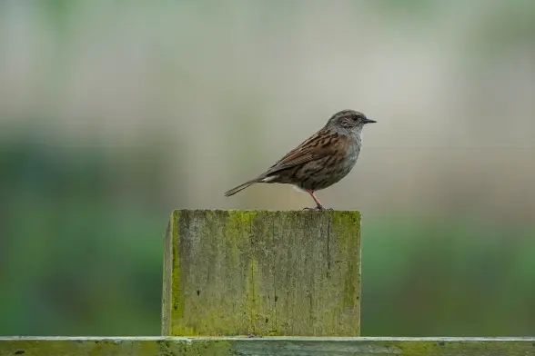 A Dunnock lets me know it their territory