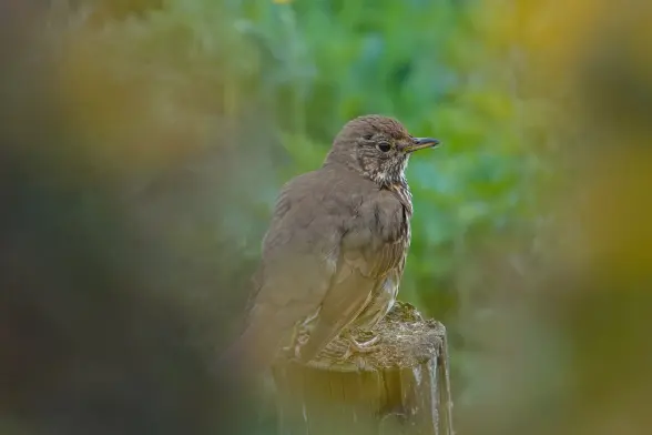 Song thrush between the bushes