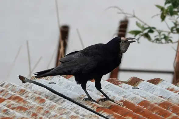 A rook with a bulged beak