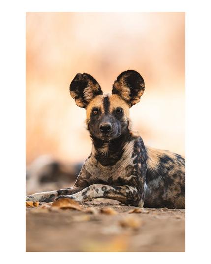 Love it when their faces have a story to tell. Hard to tell until you get them on the big lens and the 50mp sensor, but this wild dog appears to have a bad eye. Something not as noticeable in the moment. Wonder what happened