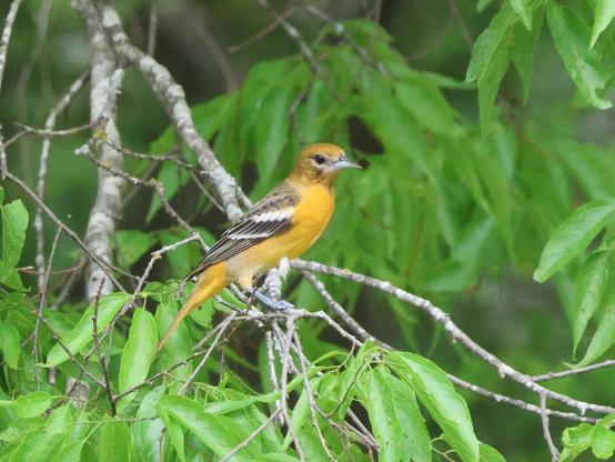 An orange bird with a black and white wing. Unlike the male who has a black head, this female has an orange head. She is perched on a tree branch. Background is green leaves.