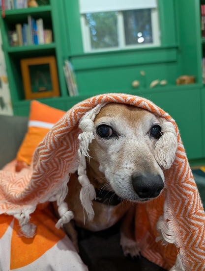 a dachshund-mix is wearing an orange-and-white blanket draped over him like a veil, with white tassels going down both sides of his head. He looks like he's gonna strike a hard bargain.