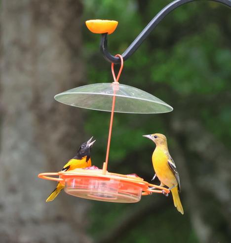 Two birds perched on an orange bird feeder. Both are bright orange with black and white wings. The male has a black head. The female has an orange head. The male is looking up with his mouth open. The female is looking at him.