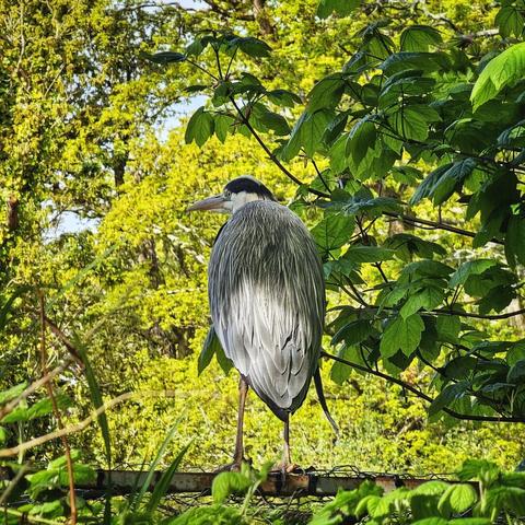 A grey heron with its long legs stands perched on a dark railing, facing left, against a blurred background of green foliage and trees.