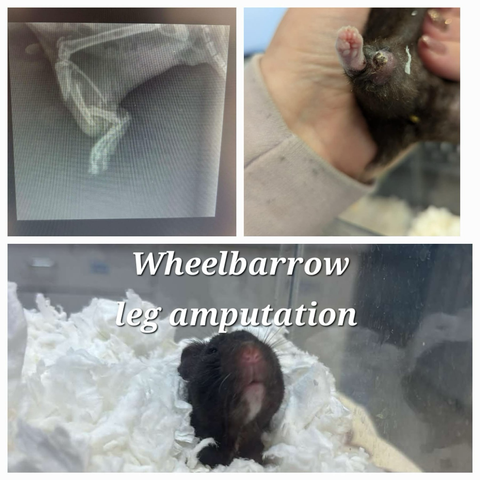 A collage of three photos showing an X ray of wheelbarrow the hamster’s broken leg, a photo of the leg, and her cute face peeking out of some bedding. She is a small black hamster.