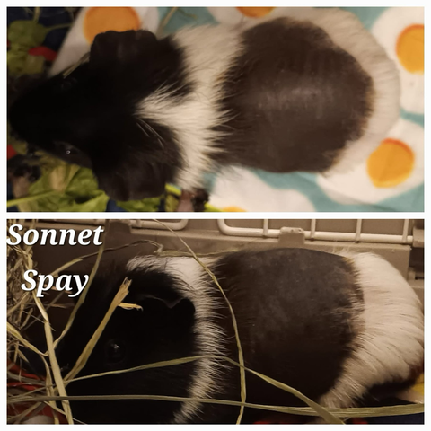 Two photos of a black and white guinea pig with hair loss around her midsection.