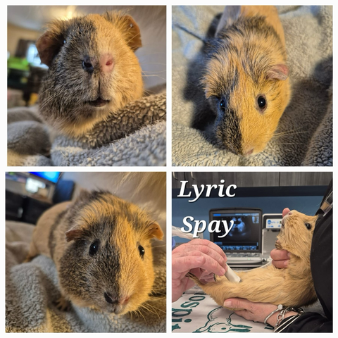 4 photos of an adorable ginger and gray guinea pig. Three photos show her cute face, and the fourth is her being held on her back while getting an ultrasound.