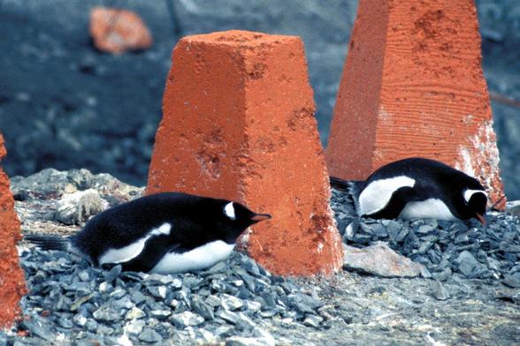 An orangen Betonpfeilern auf steinigen Nestern am Boden brüten zwei Pinguine