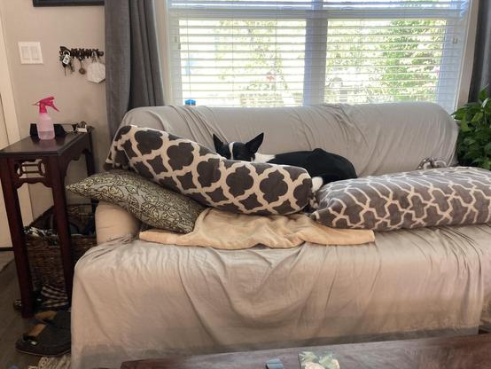 Rufus the black and white cattle dog mix is laying between the back of a sofa and the back cushions that he already pushed over. He's settled deeply in the crevice between them and the back.