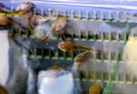 A blurry view of Rana Temporaria tadpoles just below the surface of a pond. The tadpoles are shades of brown on top with lighter-speckled underbellies. Their eyes are clearly visible. The background is the inside of a grey perforated plant basket.