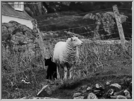 A monochrome image of the ewe and her black lamb, standing near a fence. Part of a house in the background.