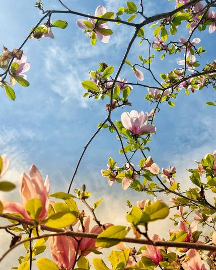 Pink flowers reach to a blue sky