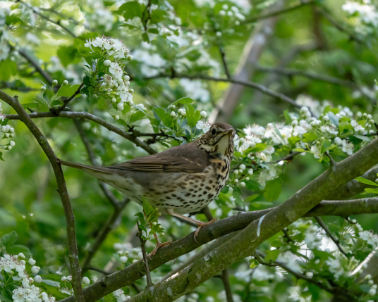 Perched song thrush