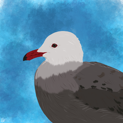 A Heermann's gull, a gull with a white head, red beak with a black tip and back and feathers in shades of dark grey (darker than gulls usually are), cartoon style.
