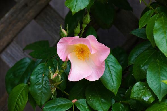 A photograph of an open rose bloom with pink petals and bright yellow stamens.