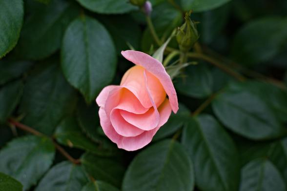 A photograph of a just opening rose bloom with light pink petals and a slight yellow tinge.