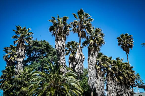 The image features a group of tall palm trees against a clear blue sky. The palm trees have long, slender trunks with a rough, fibrous texture, and their fronds are lush and green, with some fronds appearing slightly weathered. The trees are densely clustered, with some overlapping, and their heights vary, creating a natural, layered effect. In the foreground, there are smaller, fan-shaped palm fronds, adding to the diversity of the foliage. The background is a vibrant blue, indicating a sunny day with no visible clouds. The overall composition highlights the height and grandeur of the palm trees, set against a serene and unobstructed sky.

Provided by @altbot, generated privately and locally using Ovis2-8B