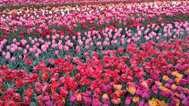 Tulips Keukenhof