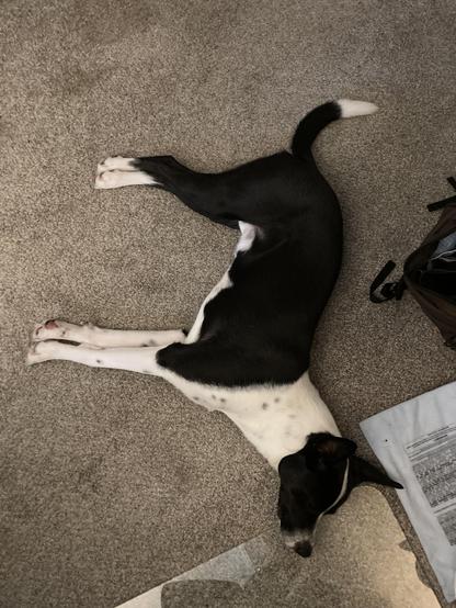 Rufus the black and white cattle dog mix is laying on the carpet, with his head on a glass chair pad, completely zonked.