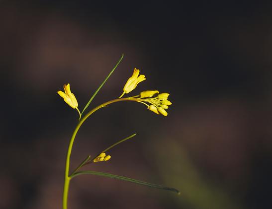 A delicate curved stem with small, bright yellow flowers against a dark, blurred background.