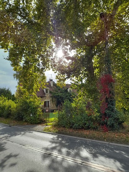 A house behind some trees and bushes. The sun is peering through the trees and casting shadows on the street in front.