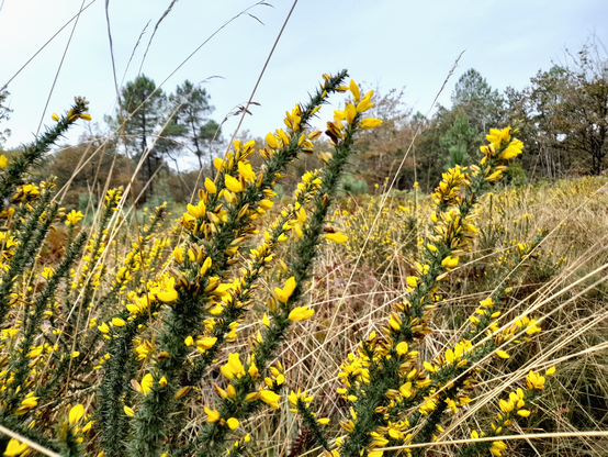 A close-up of a flowering yellow plant commonly found in moorland. Behind it is dry grass and more of the same yellow flowers.